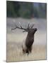 Elk Prancing, Yellowstone National Park, Wyoming, USA-Rolf Nussbaumer-Mounted Photographic Print