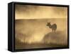 Elk / Red Deer Female in Mist at Dawn, Yellowstone National Park, Wy, USA, North America-Pete Cairns-Framed Stretched Canvas