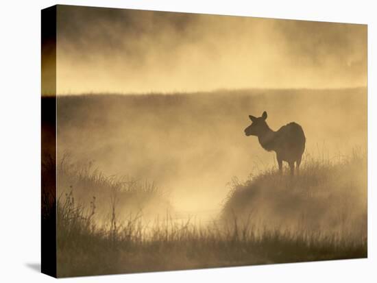 Elk / Red Deer Female in Mist at Dawn, Yellowstone National Park, Wy, USA, North America-Pete Cairns-Stretched Canvas