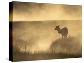 Elk / Red Deer Female in Mist at Dawn, Yellowstone National Park, Wy, USA, North America-Pete Cairns-Stretched Canvas