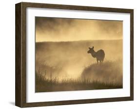 Elk / Red Deer Female in Mist at Dawn, Yellowstone National Park, Wy, USA, North America-Pete Cairns-Framed Photographic Print