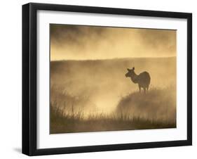 Elk / Red Deer Female in Mist at Dawn, Yellowstone National Park, Wy, USA, North America-Pete Cairns-Framed Photographic Print