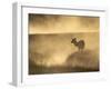 Elk / Red Deer Female in Mist at Dawn, Yellowstone National Park, Wy, USA, North America-Pete Cairns-Framed Photographic Print