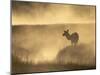 Elk / Red Deer Female in Mist at Dawn, Yellowstone National Park, Wy, USA, North America-Pete Cairns-Mounted Photographic Print