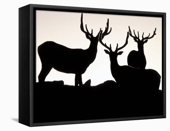 Elk, Rocky Mountains National Park, Colorado, USA-Gavriel Jecan-Framed Stretched Canvas