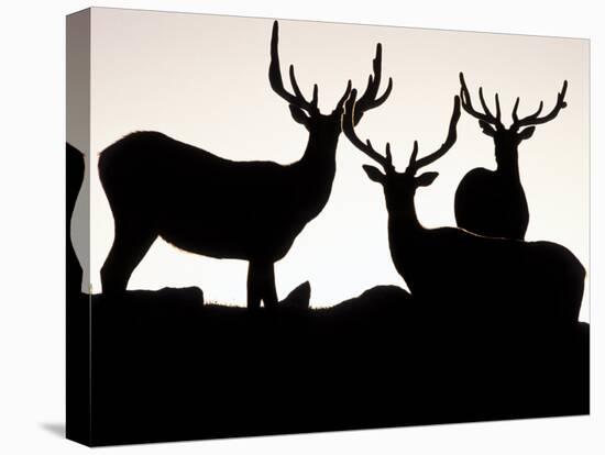 Elk, Rocky Mountains National Park, Colorado, USA-Gavriel Jecan-Stretched Canvas