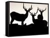 Elk, Rocky Mountains National Park, Colorado, USA-Gavriel Jecan-Framed Stretched Canvas