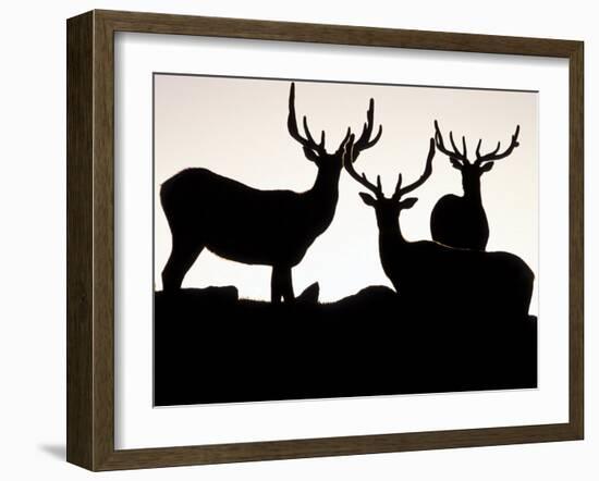 Elk, Rocky Mountains National Park, Colorado, USA-Gavriel Jecan-Framed Photographic Print