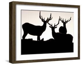 Elk, Rocky Mountains National Park, Colorado, USA-Gavriel Jecan-Framed Photographic Print