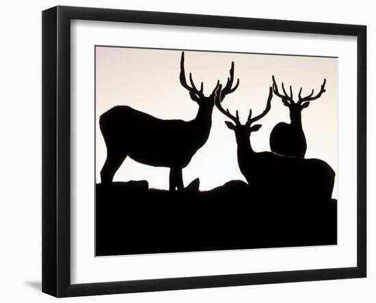 Elk, Rocky Mountains National Park, Colorado, USA-Gavriel Jecan-Framed Photographic Print