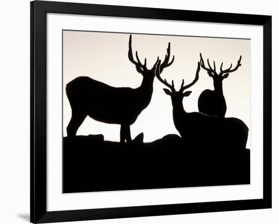 Elk, Rocky Mountains National Park, Colorado, USA-Gavriel Jecan-Framed Photographic Print