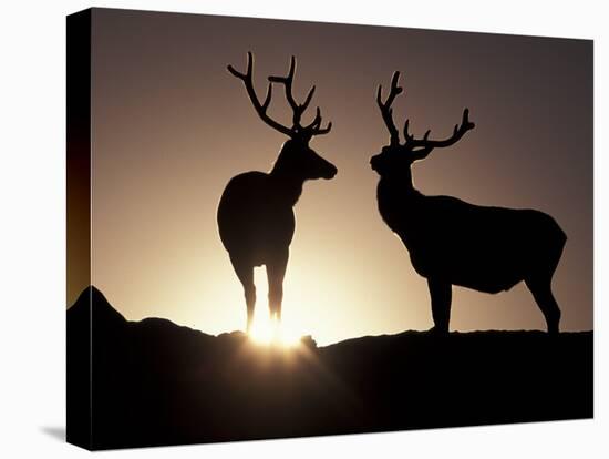 Elk, Rocky Mountains National Park, Colorado, USA-Gavriel Jecan-Stretched Canvas
