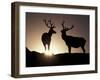 Elk, Rocky Mountains National Park, Colorado, USA-Gavriel Jecan-Framed Photographic Print