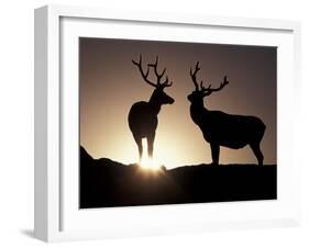 Elk, Rocky Mountains National Park, Colorado, USA-Gavriel Jecan-Framed Photographic Print