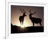 Elk, Rocky Mountains National Park, Colorado, USA-Gavriel Jecan-Framed Photographic Print