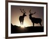 Elk, Rocky Mountains National Park, Colorado, USA-Gavriel Jecan-Framed Photographic Print