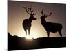 Elk, Rocky Mountains National Park, Colorado, USA-Gavriel Jecan-Mounted Photographic Print