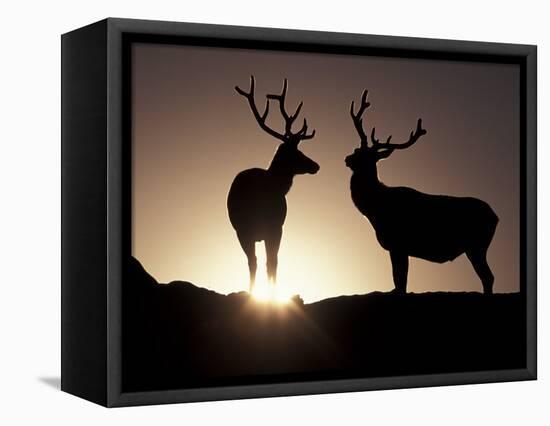 Elk, Rocky Mountains National Park, Colorado, USA-Gavriel Jecan-Framed Stretched Canvas