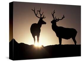 Elk, Rocky Mountains National Park, Colorado, USA-Gavriel Jecan-Stretched Canvas