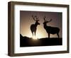 Elk, Rocky Mountains National Park, Colorado, USA-Gavriel Jecan-Framed Premium Photographic Print