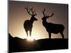 Elk, Rocky Mountains National Park, Colorado, USA-Gavriel Jecan-Mounted Premium Photographic Print