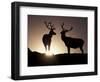 Elk, Rocky Mountains National Park, Colorado, USA-Gavriel Jecan-Framed Photographic Print