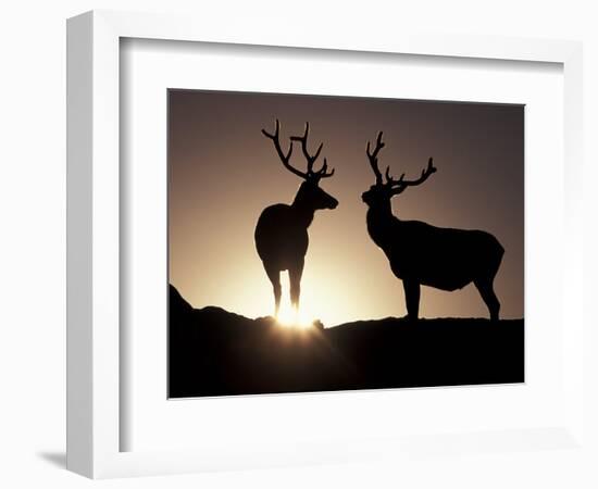 Elk, Rocky Mountains National Park, Colorado, USA-Gavriel Jecan-Framed Photographic Print