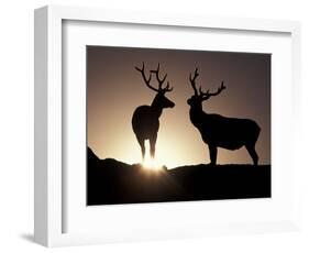 Elk, Rocky Mountains National Park, Colorado, USA-Gavriel Jecan-Framed Photographic Print