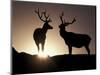 Elk, Rocky Mountains National Park, Colorado, USA-Gavriel Jecan-Mounted Photographic Print