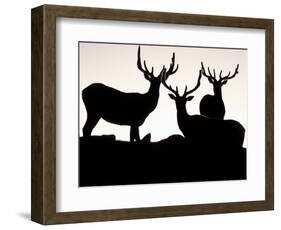 Elk, Rocky Mountains National Park, Colorado, USA-Gavriel Jecan-Framed Photographic Print