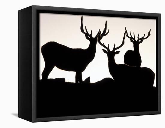 Elk, Rocky Mountains National Park, Colorado, USA-Gavriel Jecan-Framed Stretched Canvas