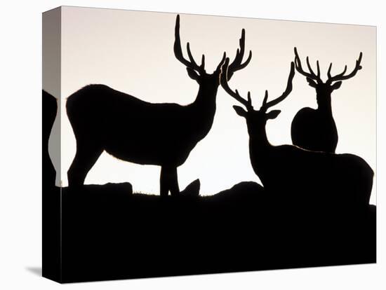 Elk, Rocky Mountains National Park, Colorado, USA-Gavriel Jecan-Stretched Canvas