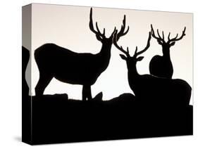 Elk, Rocky Mountains National Park, Colorado, USA-Gavriel Jecan-Stretched Canvas