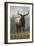 Elk Scene - Oregon, c.2009-Lantern Press-Framed Art Print