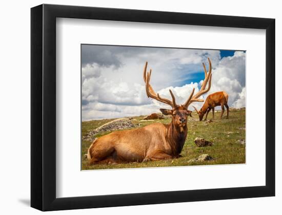 Elk Stag and Cow on a Meadow-null-Framed Art Print