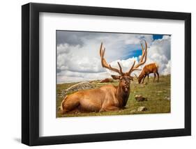 Elk Stag and Cow on a Meadow-null-Framed Art Print