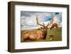 Elk Stag and Cow on a Meadow-null-Framed Art Print