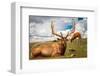 Elk Stag and Cow on a Meadow-null-Framed Art Print