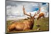 Elk Stag and Cow on a Meadow-null-Mounted Art Print