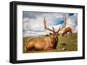 Elk Stag and Cow on a Meadow-null-Framed Art Print