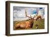 Elk Stag and Cow on a Meadow-null-Framed Art Print