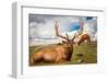 Elk Stag and Cow on a Meadow-null-Framed Art Print