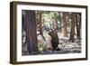 Elk Study I-David Drost-Framed Photographic Print