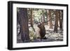 Elk Study I-David Drost-Framed Photographic Print