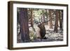 Elk Study I-David Drost-Framed Photographic Print