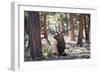 Elk Study I-David Drost-Framed Photographic Print