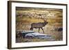 Elk Study II-David Drost-Framed Photographic Print