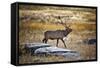 Elk Study II-David Drost-Framed Stretched Canvas
