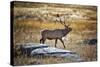 Elk Study II-David Drost-Stretched Canvas