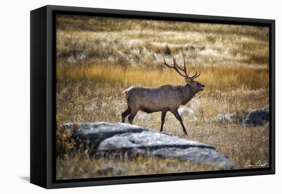 Elk Study II-David Drost-Framed Stretched Canvas